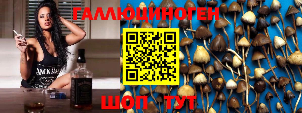 Будённовск  Псилоцибиновые грибы Psilocybe  Вход с VPN  Галлюциногенные грибы Psilocybe 